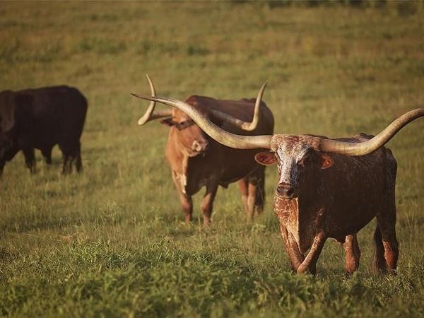 12301 N Holland Street, Eustace, TX 75124