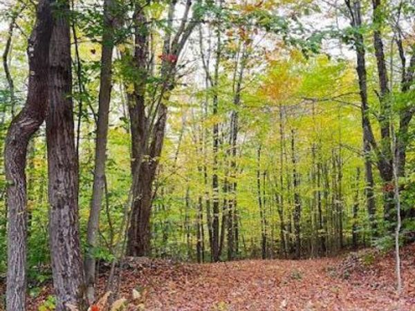 Tbd Alpine Drive, Bovina, NY 13740