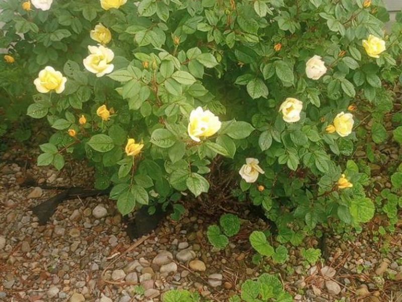 1981 Skinner Road, Plymouth, OH 44865 Photo 36