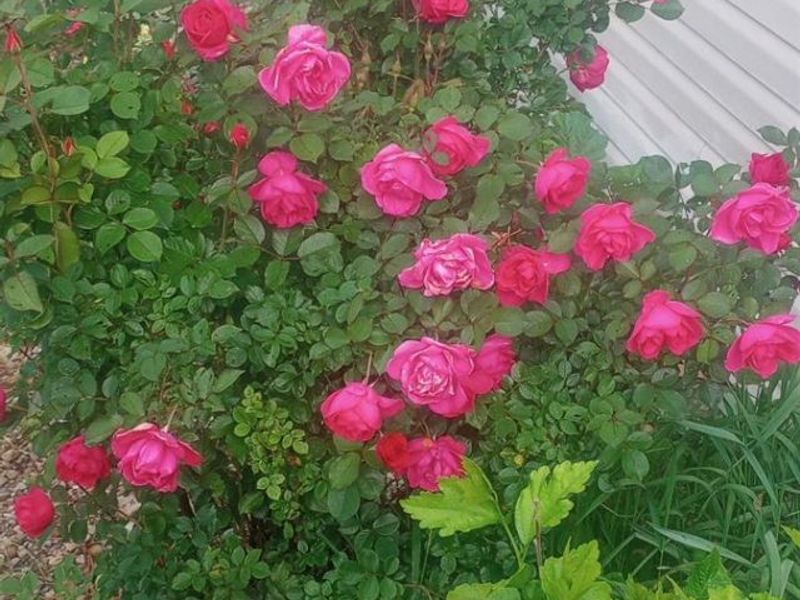 1981 Skinner Road, Plymouth, OH 44865 Photo 37