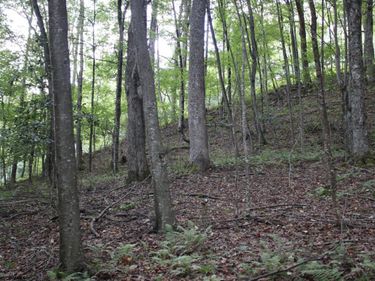 TBD Curry Road, French Creek, WV 26218