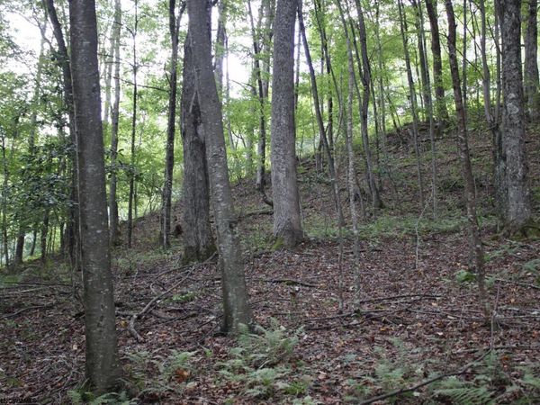 TBD Curry Road, French Creek, WV 26218