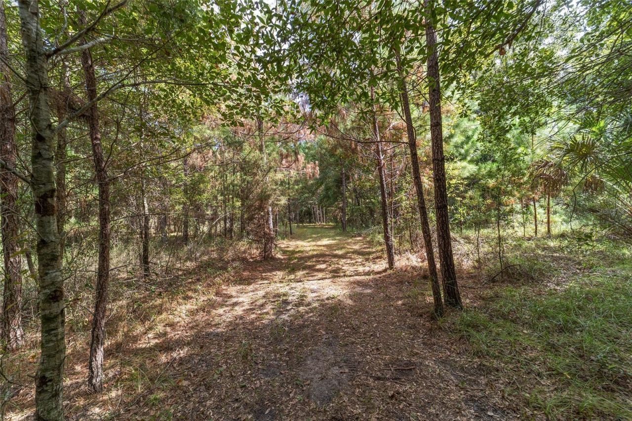 15600 NW 185th Street, Williston, FL 32696 Photo