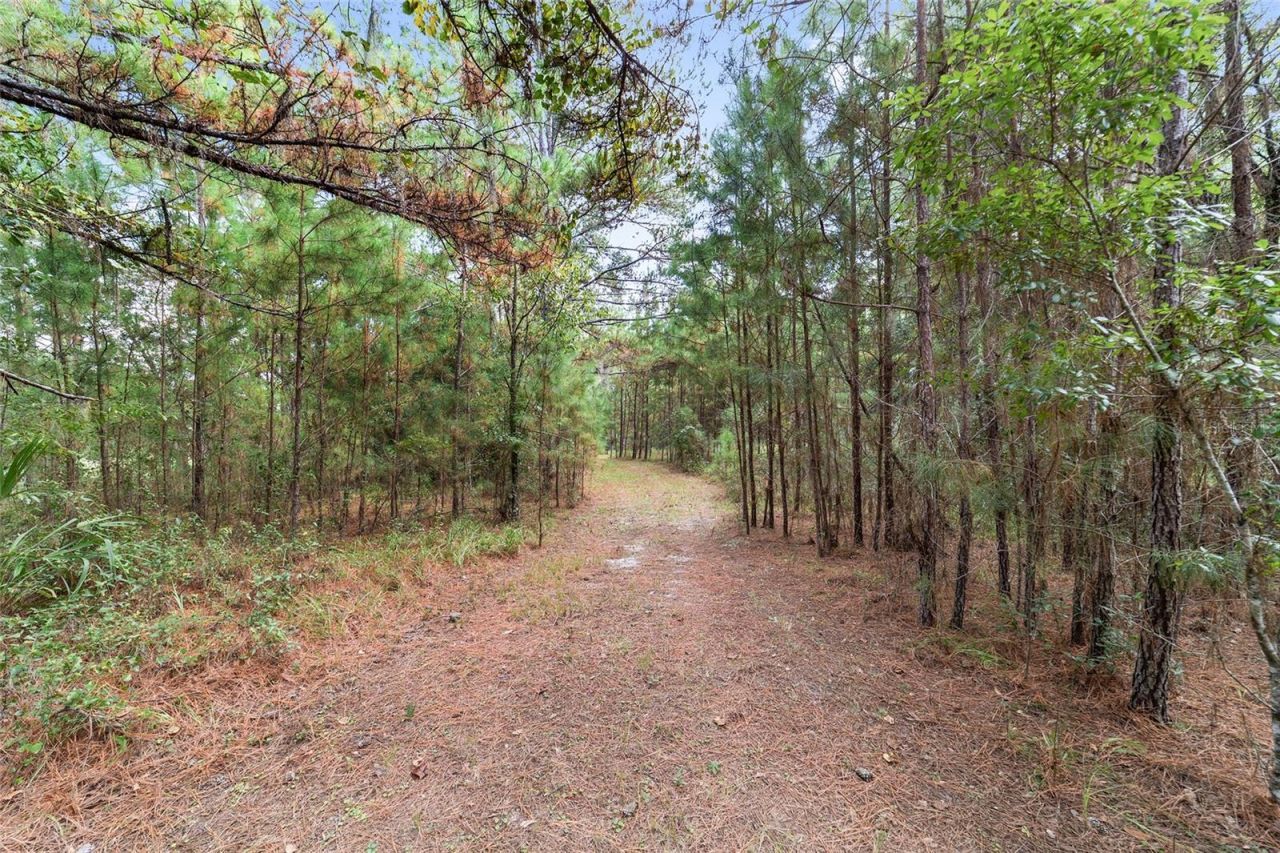 15600 NW 185th Street, Williston, FL 32696 Photo