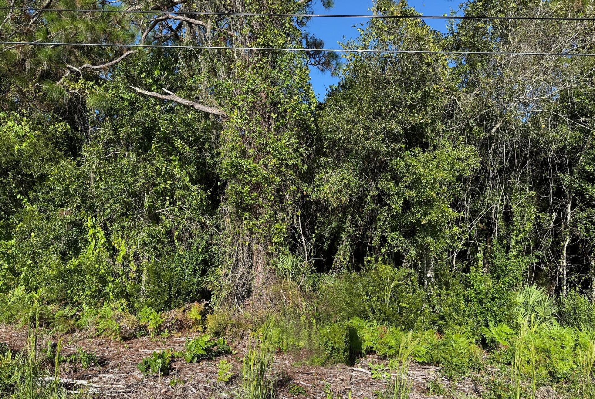 0 Magnolia Drive, Okeechobee, FL 34972 Photo