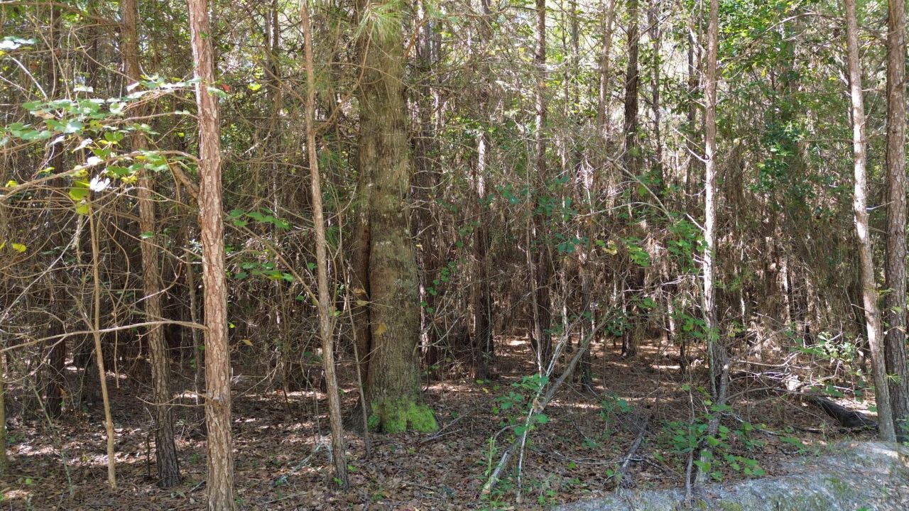 1 Lowcountry Highway Photo 19