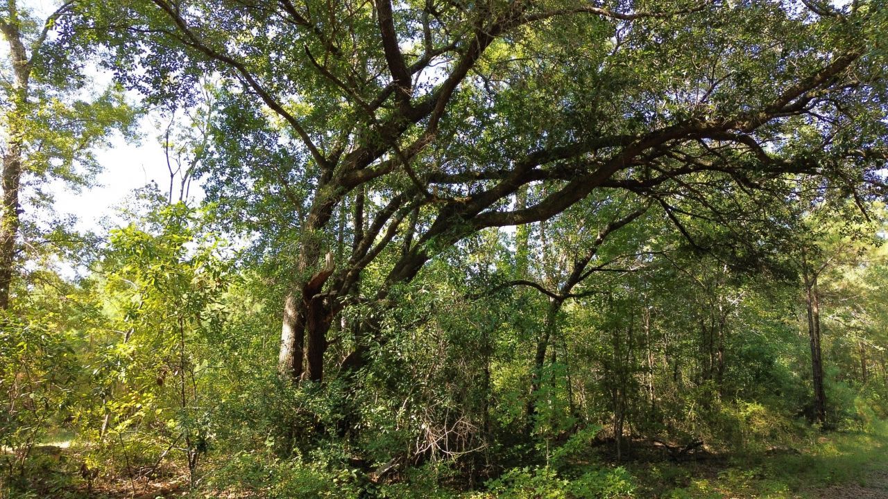 1 Lowcountry Highway Photo 26