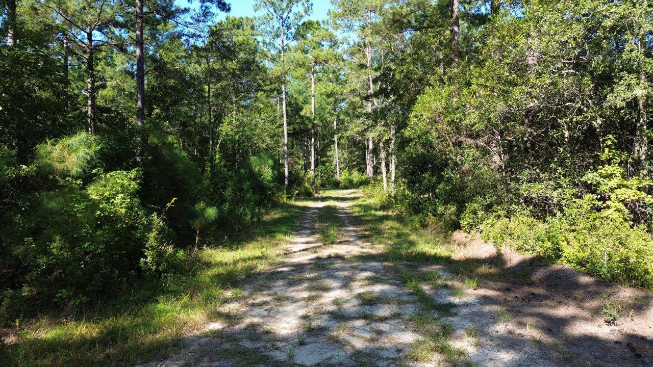 1 Lowcountry Highway Photo 4