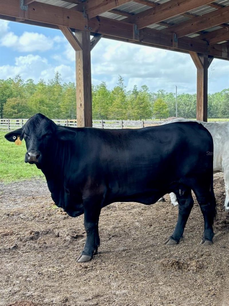 1126 & 1144 County Road 665, Ona, FL 33865 Photo