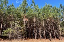 1938 Old Georgetown Road W photo 4