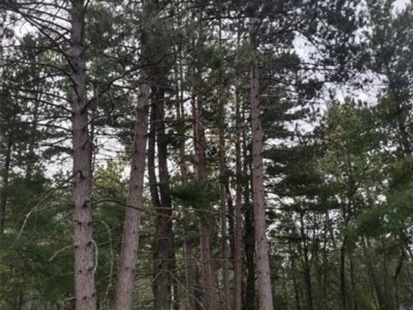 TBD Lynx Road, Barnes, WI 54837