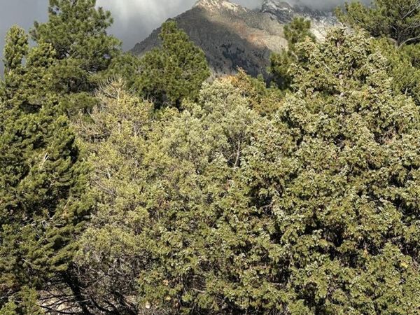 1693 Columbine , Crestone, CO 81131