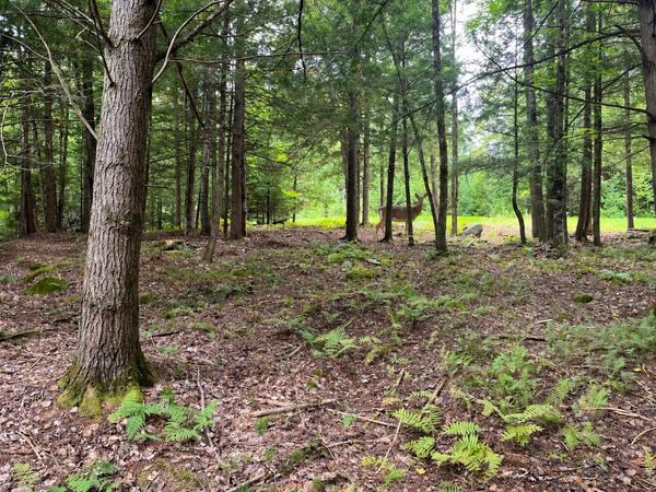 442 VT Route 12, Unit 2, Middlesex, VT 05602