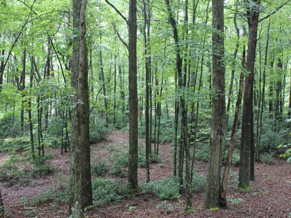 371 Lark Drive, Dunlap, TN 37327