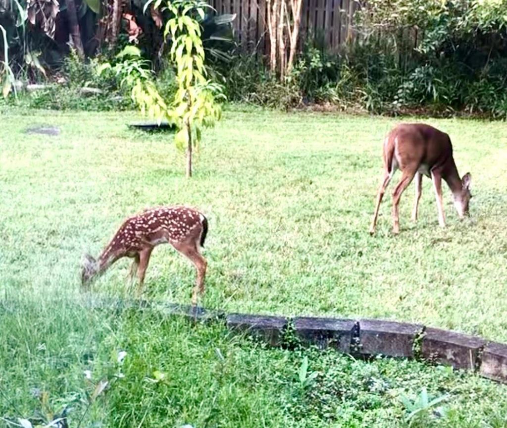 10662 Crystal Springs Court, Orlando, FL 32825 Photo