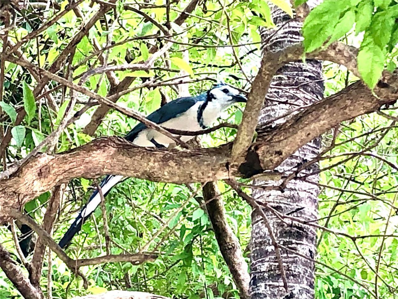 10662 Crystal Springs Court, Orlando, FL 32825 Photo