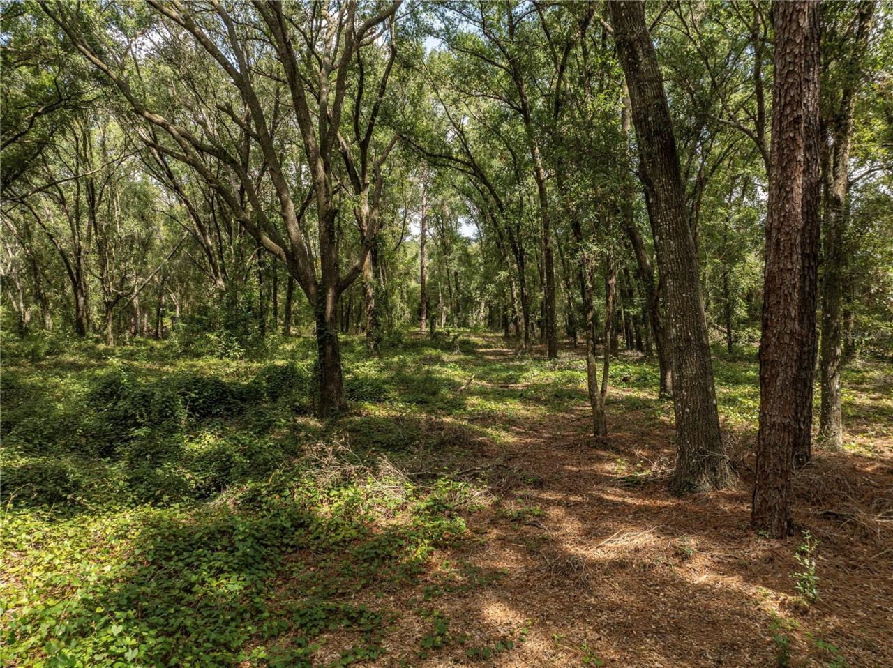 2946 SE 21st Avenue, Sumterville, FL 33585 Photo