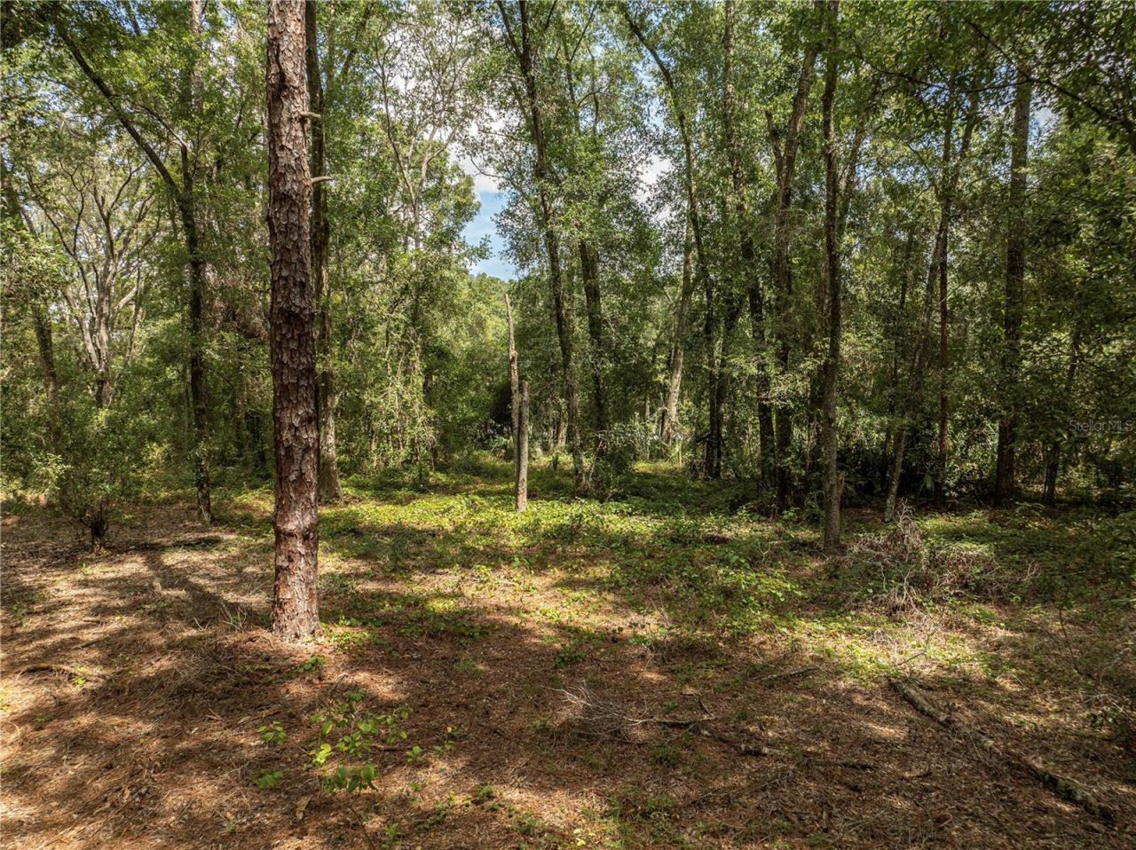 2946 SE 21st Avenue, Sumterville, FL 33585 Photo