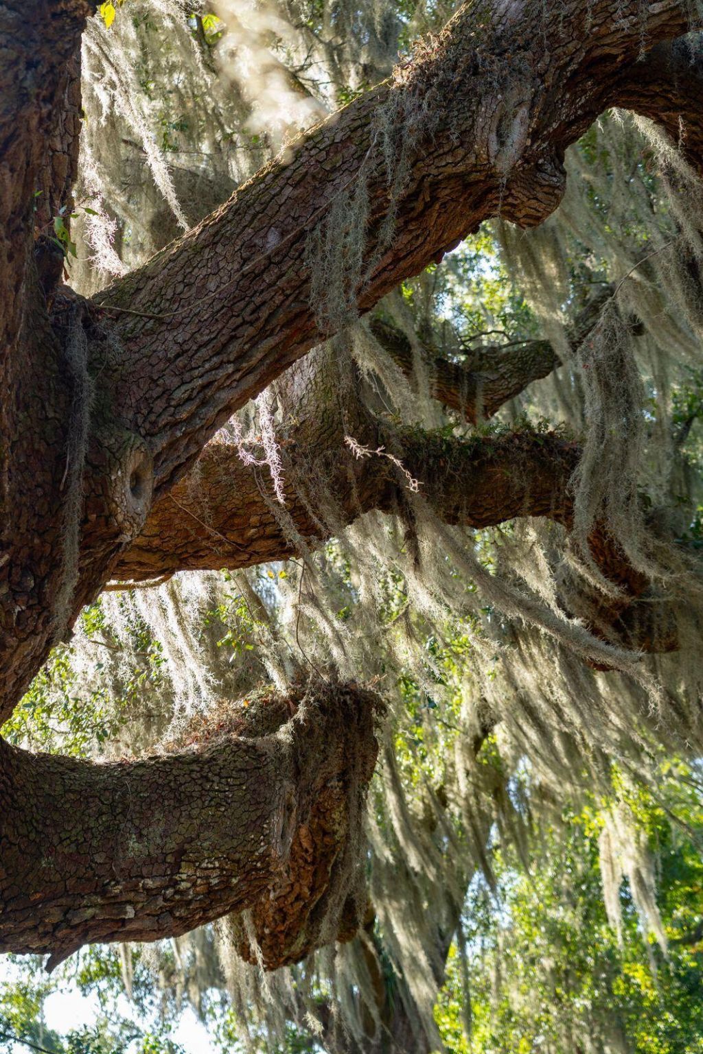 2518 Grace Chapel Road Photo 72