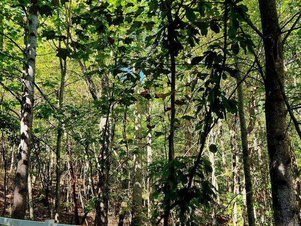 0 Ridge Wood Lane, Spencer, TN 38585