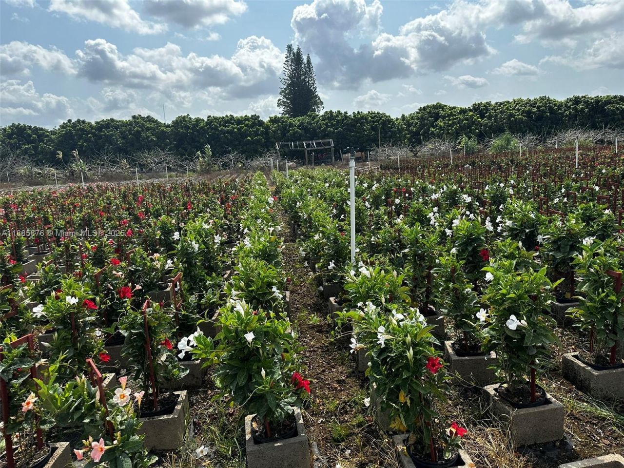 19815 SW 256 St, Homestead, FL 33031 Photo