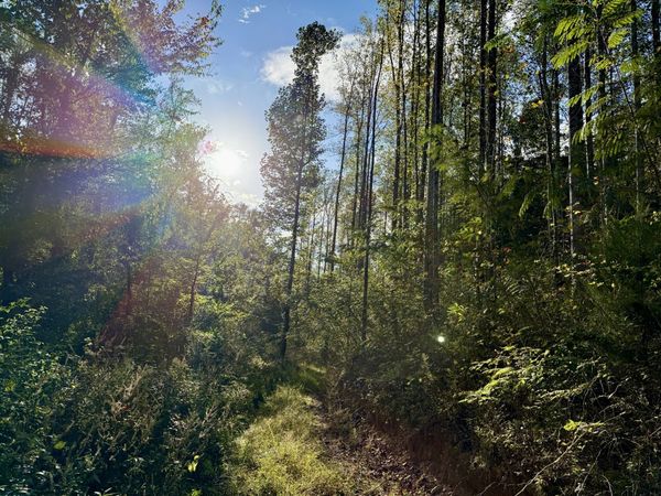 806 Brandon Hollow Rd, Lynchburg, TN 37352