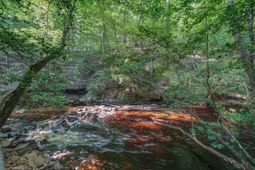 1239 John G Richards Road photo 4