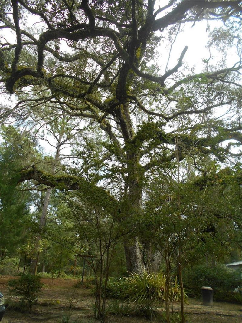 20425 NE 143rd Street, Salt Springs, FL 32134 Photo