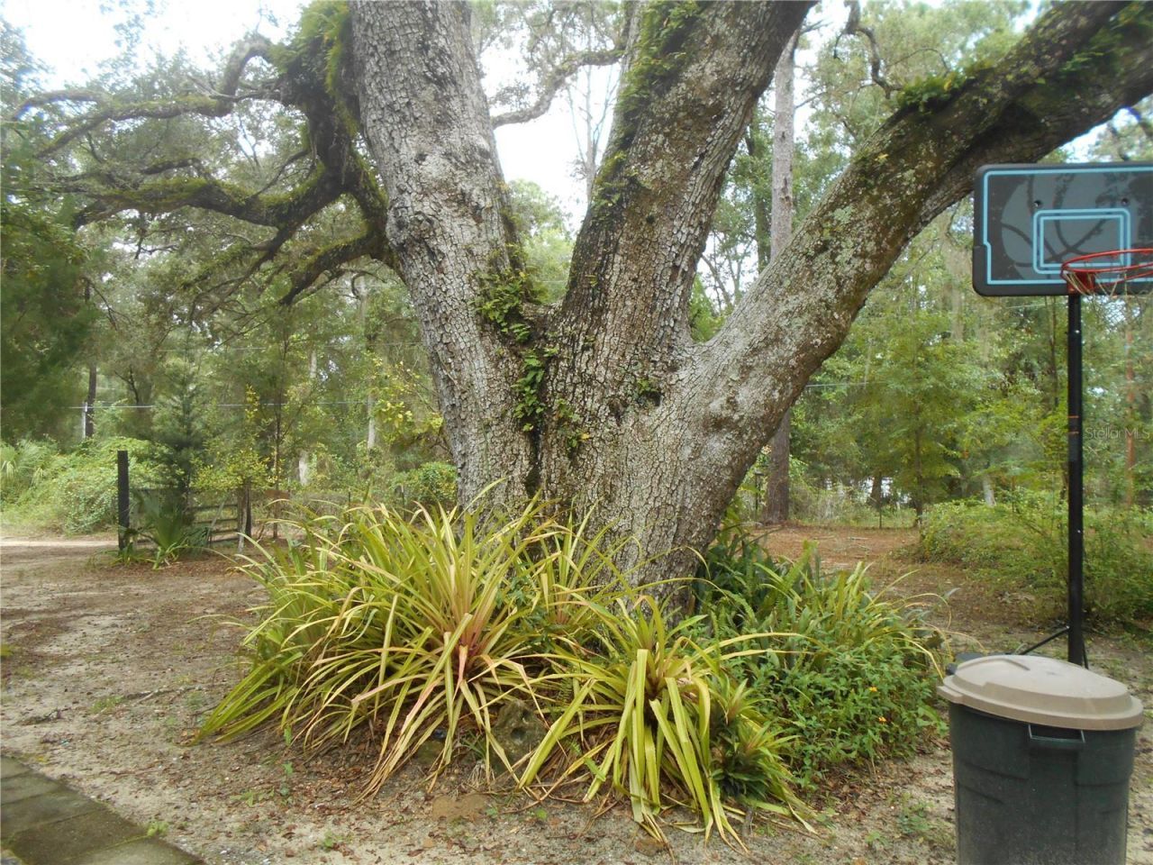 20425 NE 143rd Street, Salt Springs, FL 32134 Photo