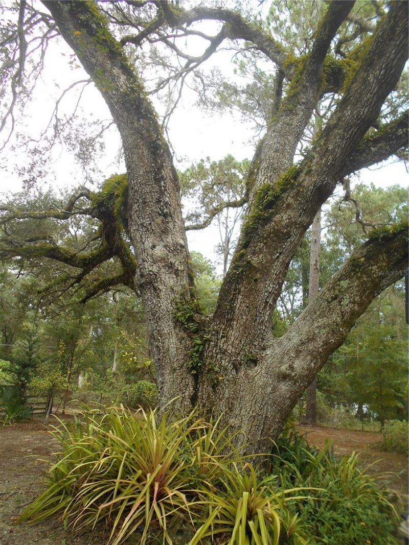 20425 NE 143rd Street, Salt Springs, FL 32134 Photo