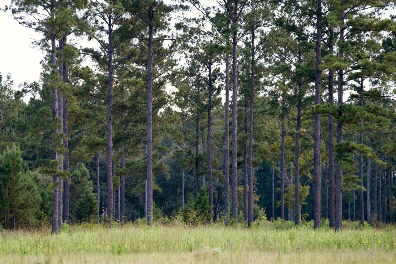 1451 River Road Photo 106