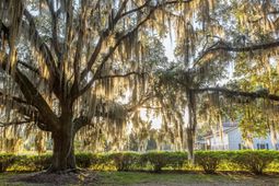 1451 River Road photo 4