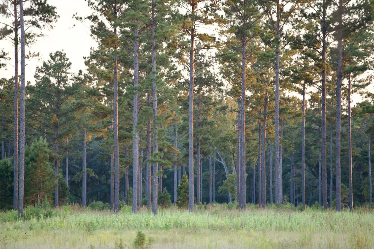 1451 River Road Photo 91