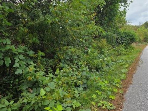 000 Holly Brook Street , North Wilkesboro, NC 28659