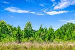 Tbd Jasmine Rd photo 4