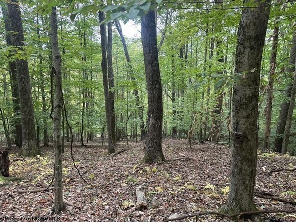 TBD Racoon Run, Elkins, WV 26241