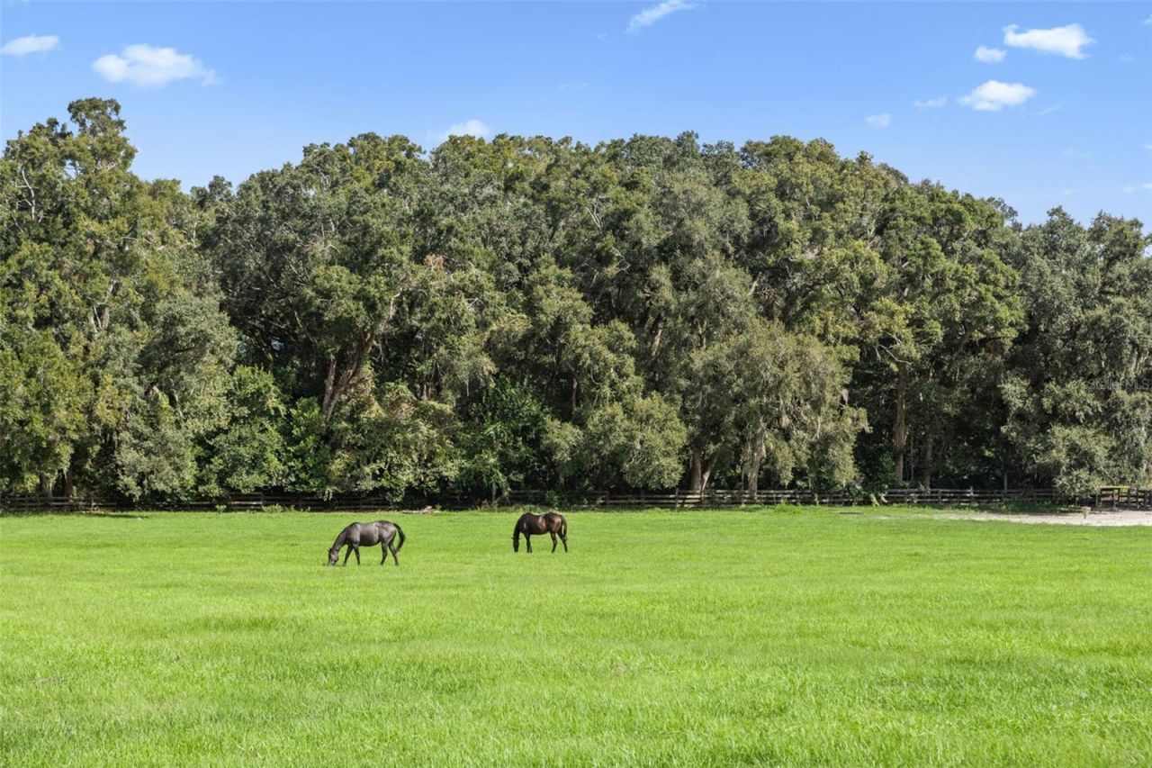 551 NE 200 Avenue, Williston, FL 32696 Photo