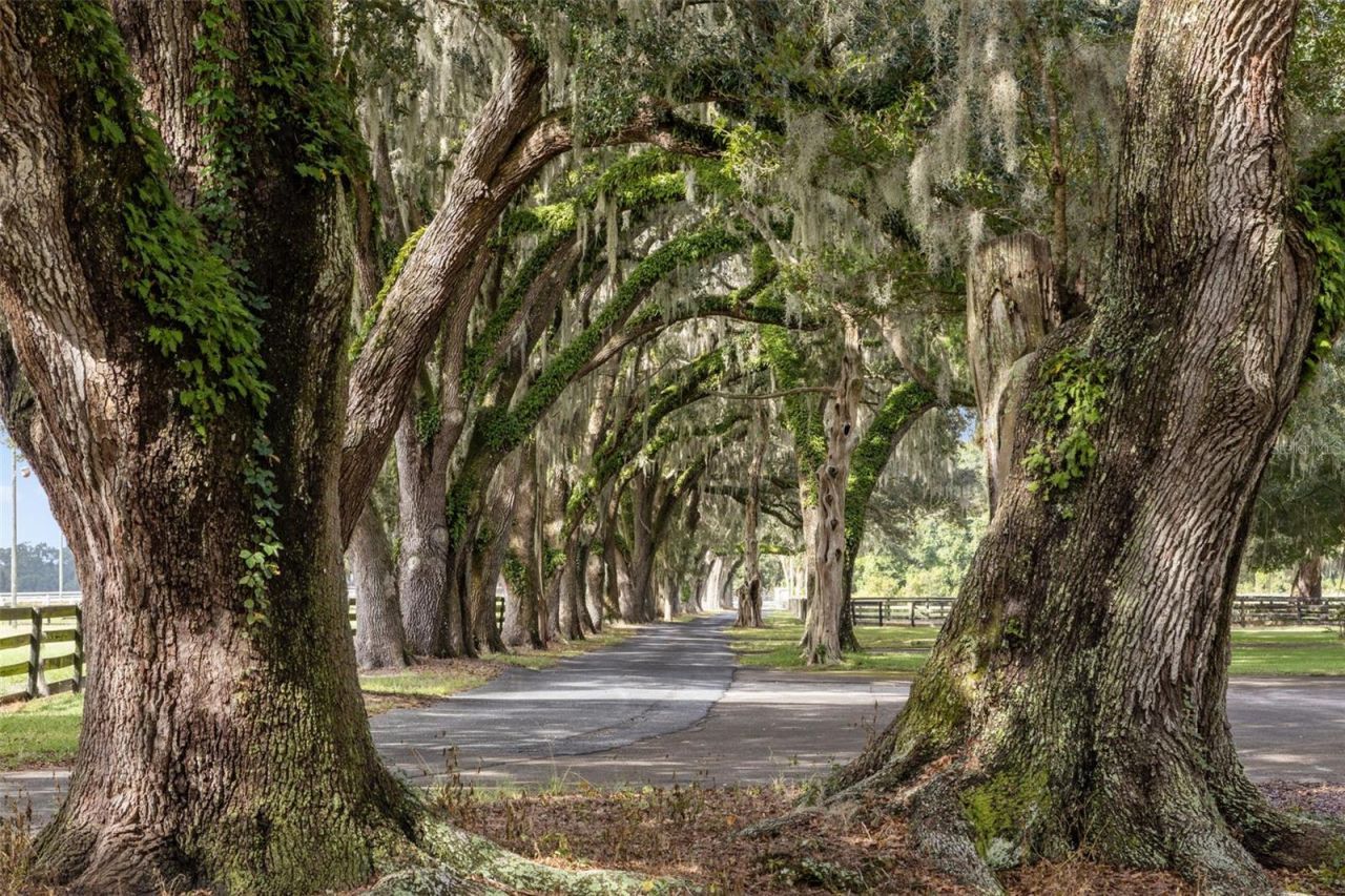 551 NE 200 Avenue, Williston, FL 32696 Photo