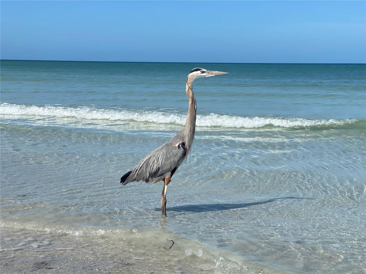 2253 Heron Circle, Clearwater, FL 33762 Photo