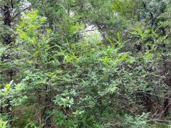 TBD Cedar Lane , Diamond City, AR 72644