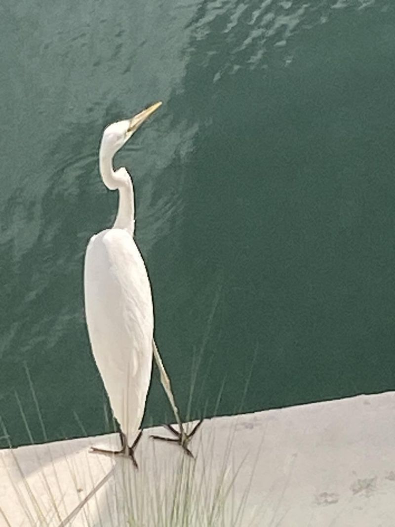 6099 Overseas Highway, Unit 1E, Marathon, FL 33050 Photo