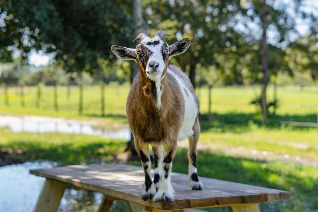 3230 Pheasant Trail, Mims, FL 32754 Photo