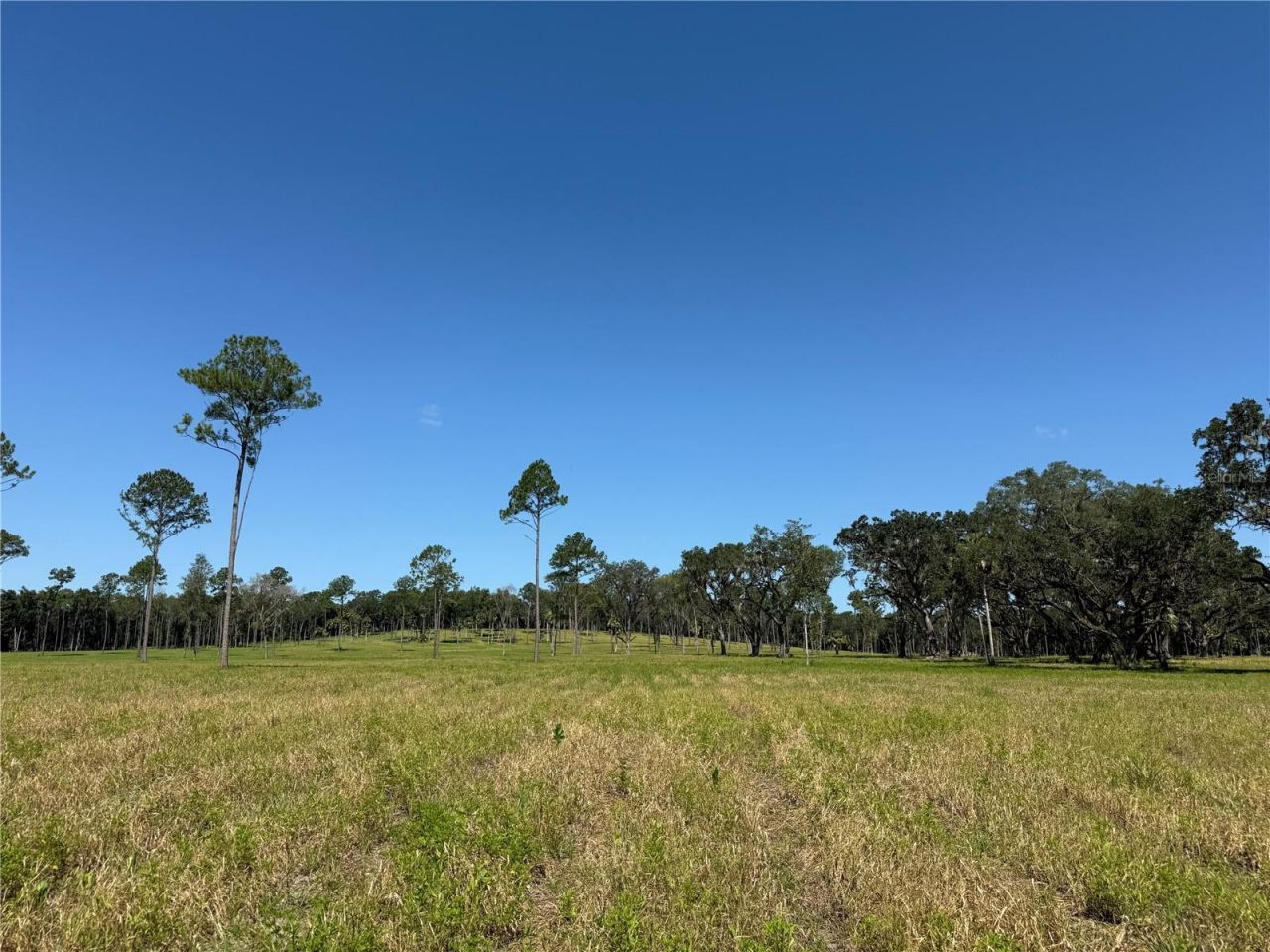 Dr #5 (24ac) NW 193rd St, Micanopy, FL 32667 Photo