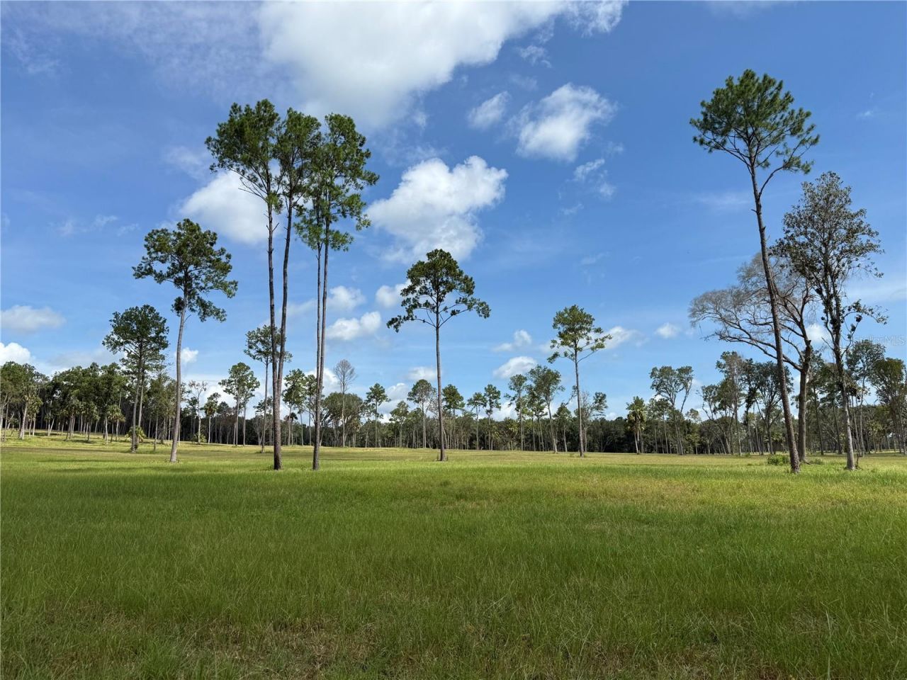 Dr #5 (24ac) NW 193rd St, Micanopy, FL 32667 Photo