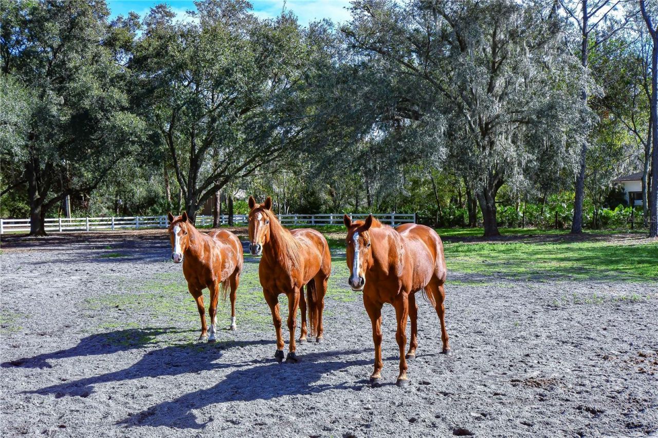 8345 Shenandoah Run, Wesley Chapel, FL 33544 Photo