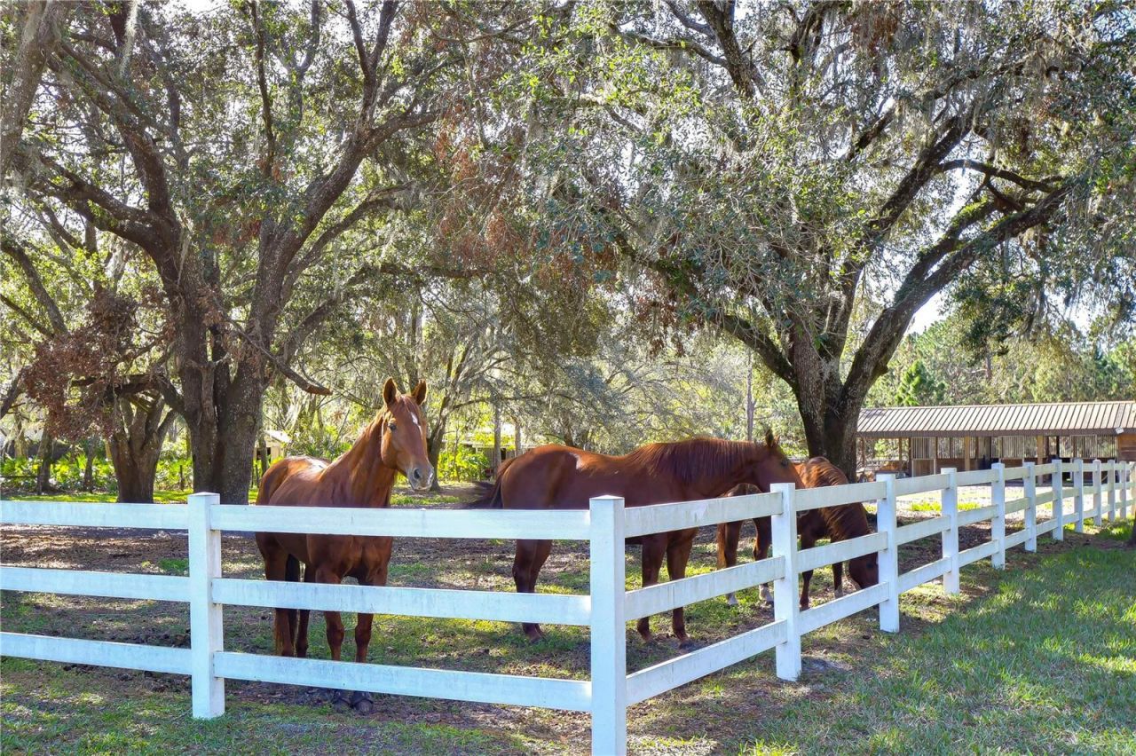 8345 Shenandoah Run, Wesley Chapel, FL 33544 Photo