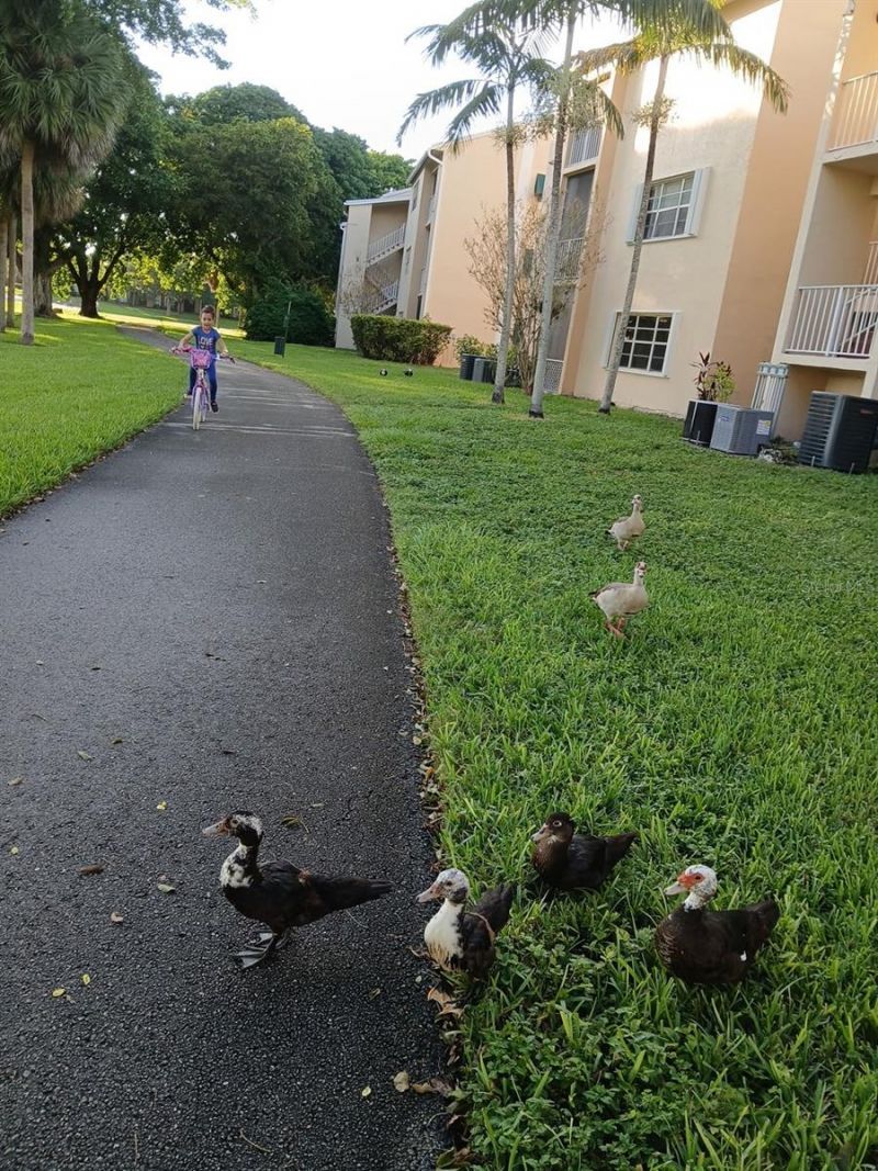 15300 SW 106th Terrace, Unit 520, Miami, FL 33196 Photo