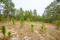 113 Longview Street photo 4