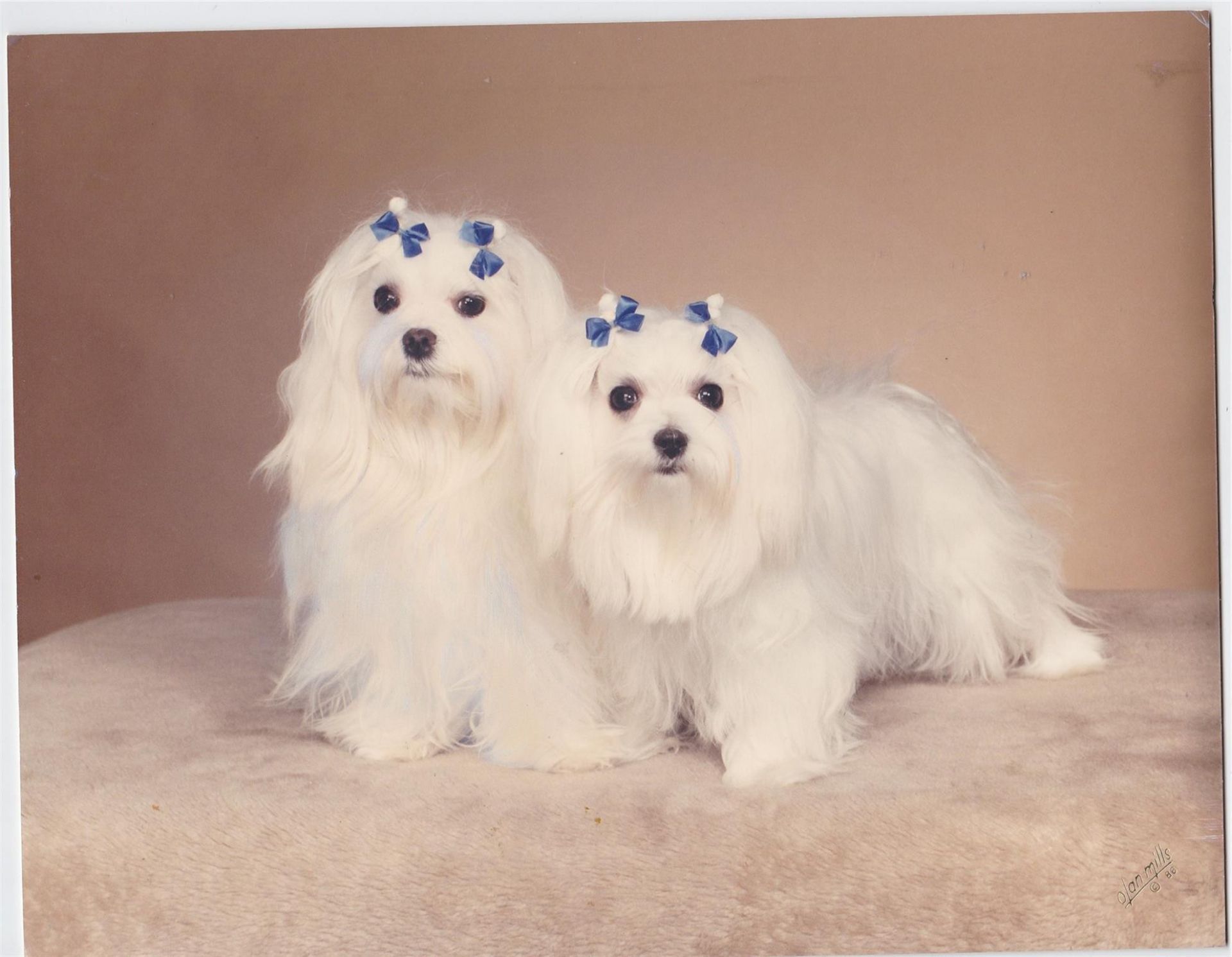 3015 N Ocean Boulevard, Unit 15J, Fort Lauderdale, FL 33308 Photo