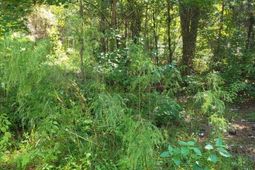 2814 Highway 174 photo 4